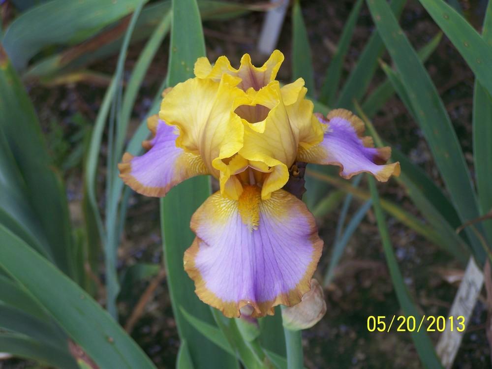 Photo of Border Bearded Iris (Iris 'Brown Lasso') uploaded by Misawa77