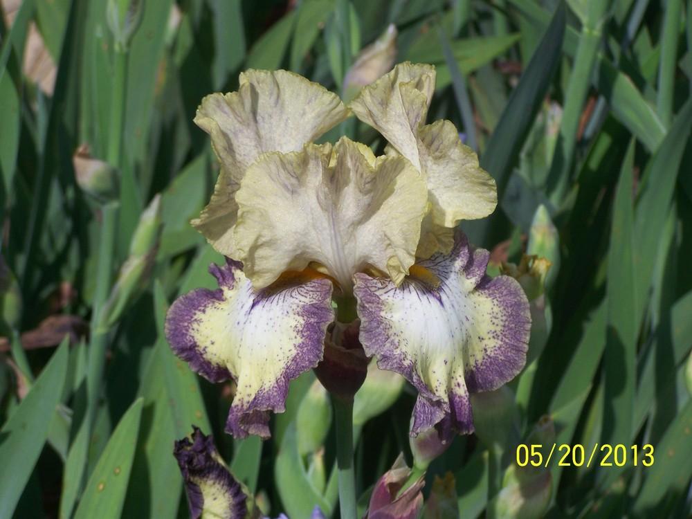 Photo of Tall Bearded Iris (Iris 'Ominous Stranger') uploaded by Misawa77