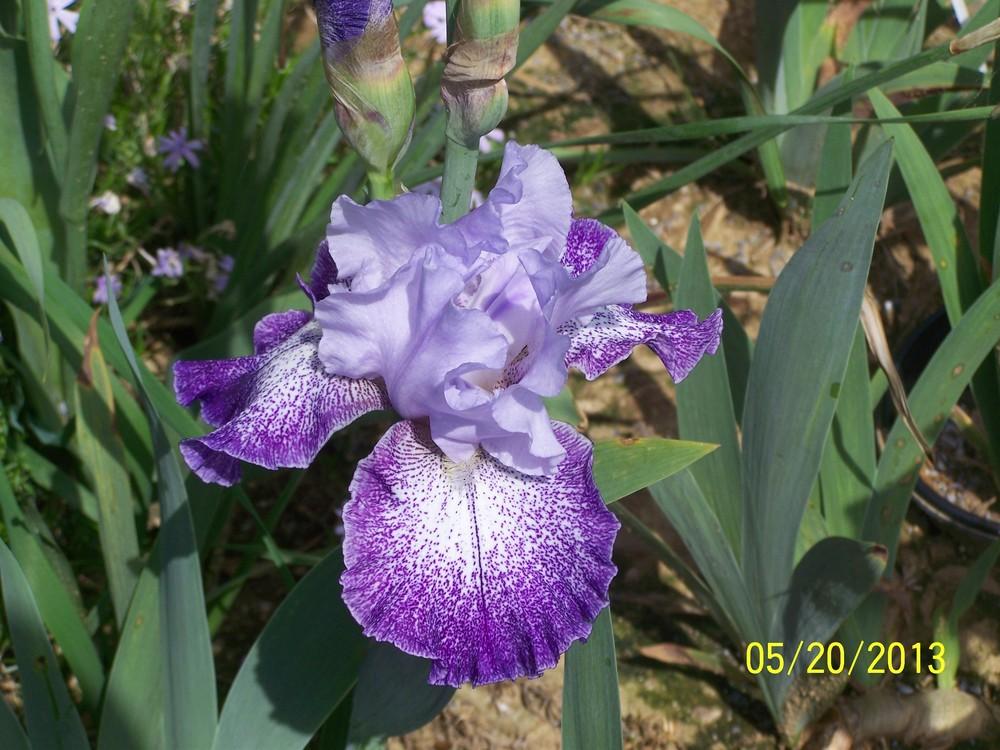 Photo of Tall Bearded Iris (Iris 'Splashacata') uploaded by Misawa77