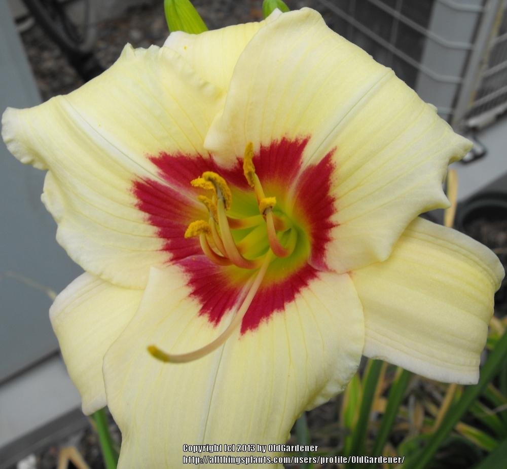 Photo of Daylily (Hemerocallis 'Red and White Delight') uploaded by OldGardener