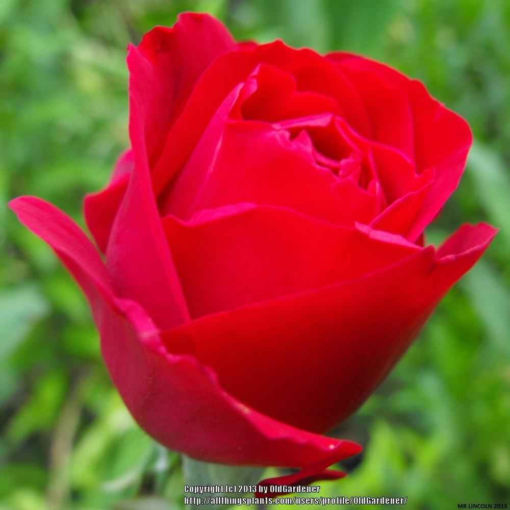 Photo of Hybrid Tea Rose (Rosa 'Mister Lincoln') uploaded by OldGardener