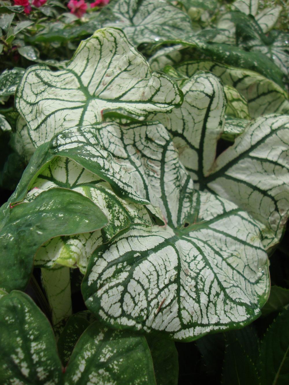 Photo of Fancy-leaf Caladium (Caladium 'Candidum Senior') uploaded by Paul2032