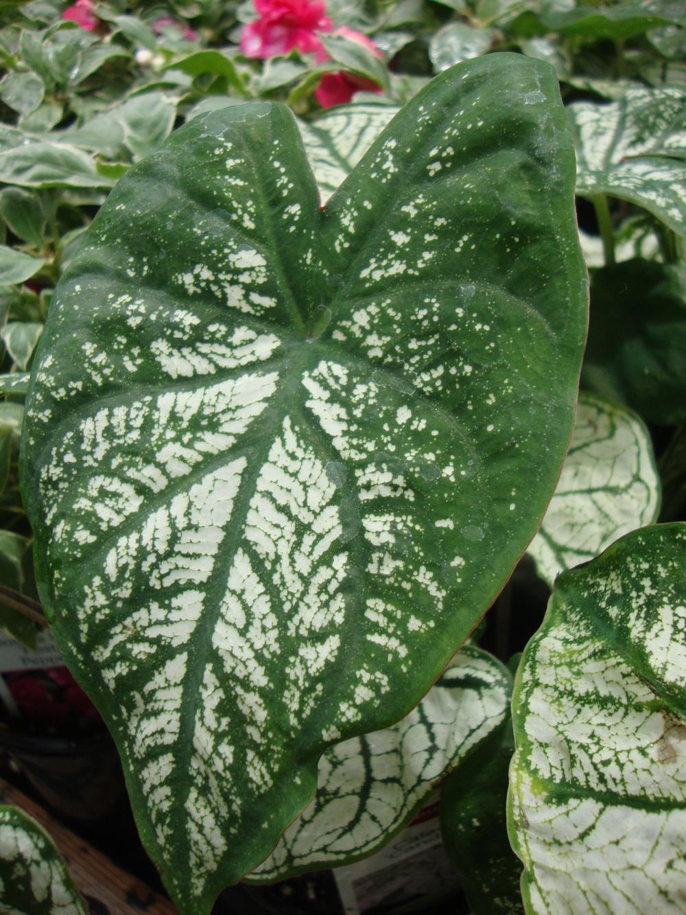 Photo of Fancy-leaf Caladium (Caladium 'Candidum Senior') uploaded by Paul2032