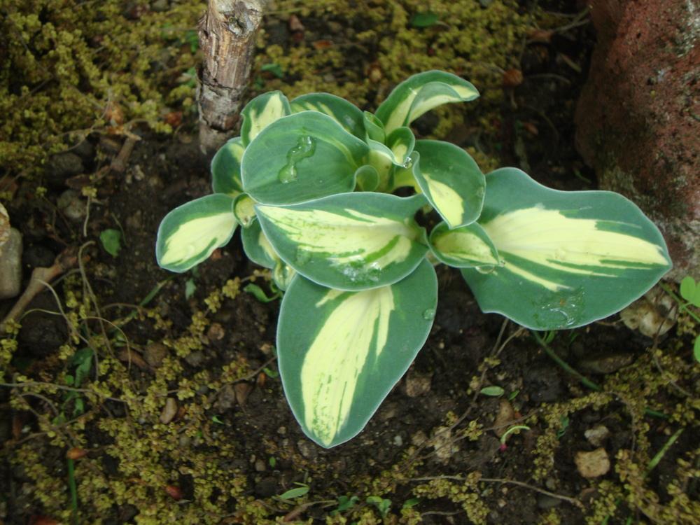 Photo of Hosta 'Snow Mouse' uploaded by Paul2032