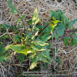 Location: My Northeastern Indiana Gardens - Zone 5b
Date: 2013-05-19
Over-wintered plant