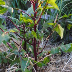 Location: My Northeastern Indiana Gardens - Zone 5b
Date: 2013-05-20
Over-wintered plant