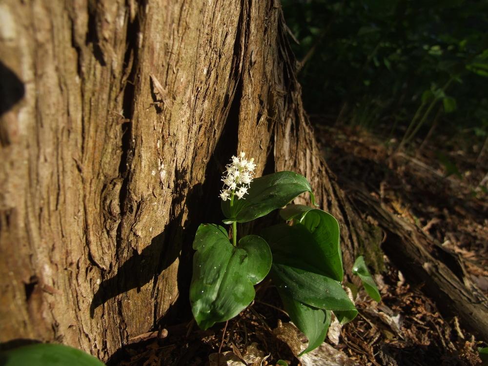 Photo of False Lily of the Valley (Maianthemum canadense) uploaded by Anne