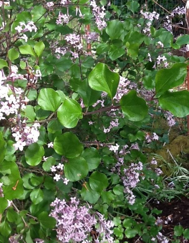 Photo of Dwarf Korean Lilac (Syringa pubescens subsp. pubescens) uploaded by Jewell