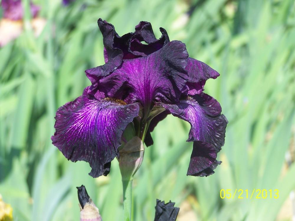 Photo of Tall Bearded Iris (Iris 'Bubble Bubble') uploaded by Misawa77