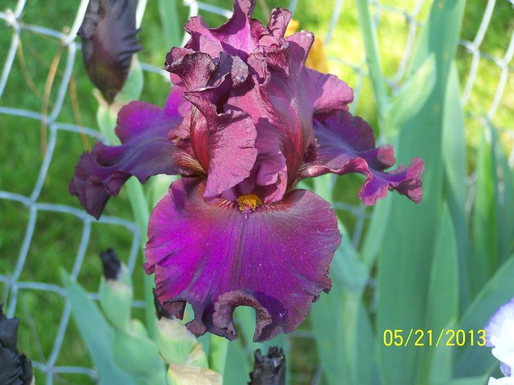 Photo of Tall Bearded Iris (Iris 'Red Handed') uploaded by Misawa77