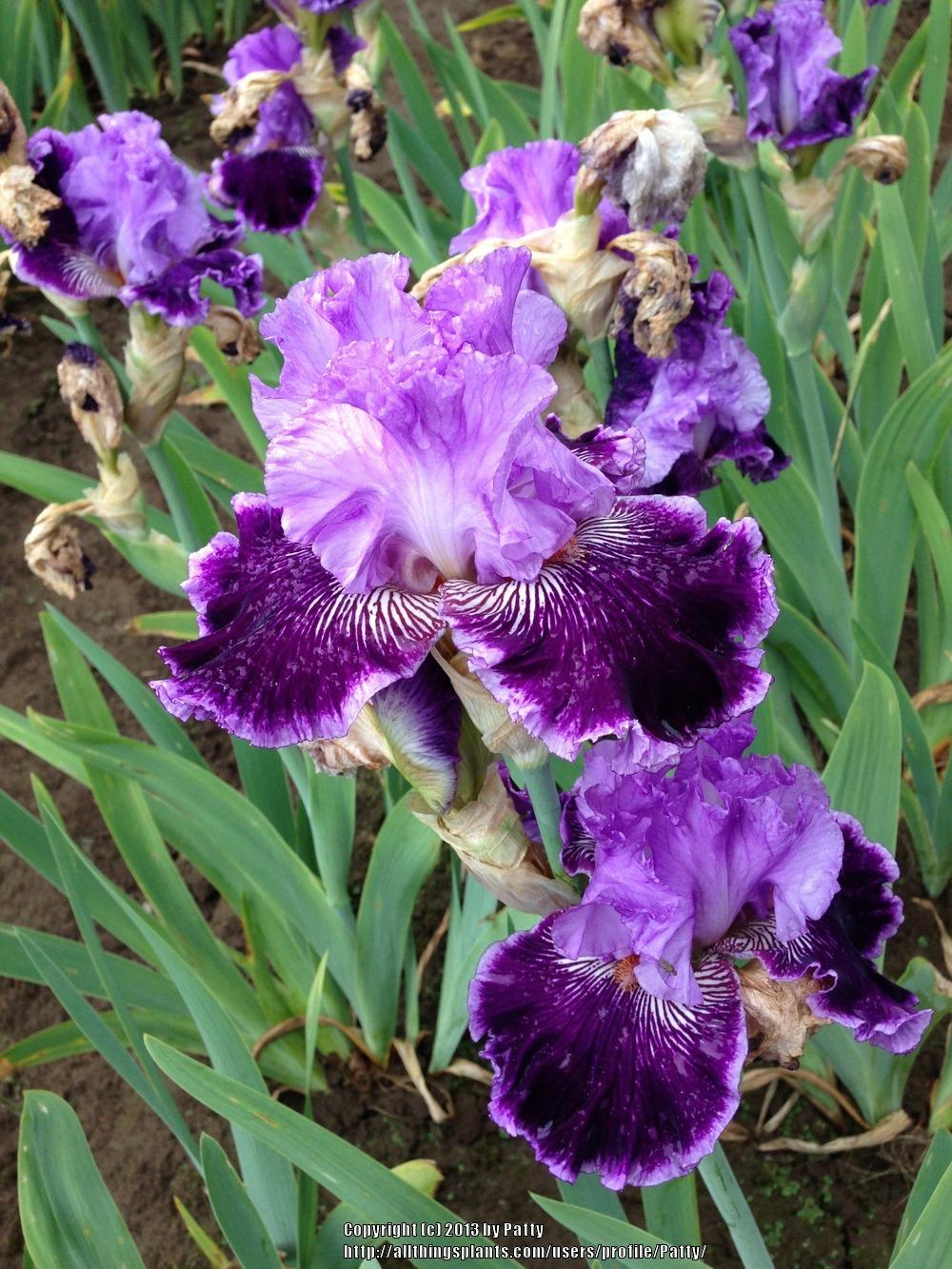 Photo of Tall Bearded Iris (Iris 'By Jeeves') uploaded by Patty