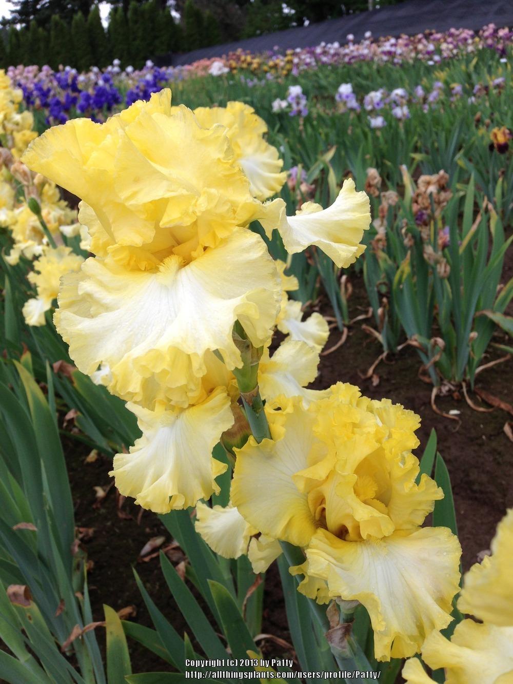 Photo of Tall Bearded Iris (Iris 'Beauty Becomes Her') uploaded by Patty