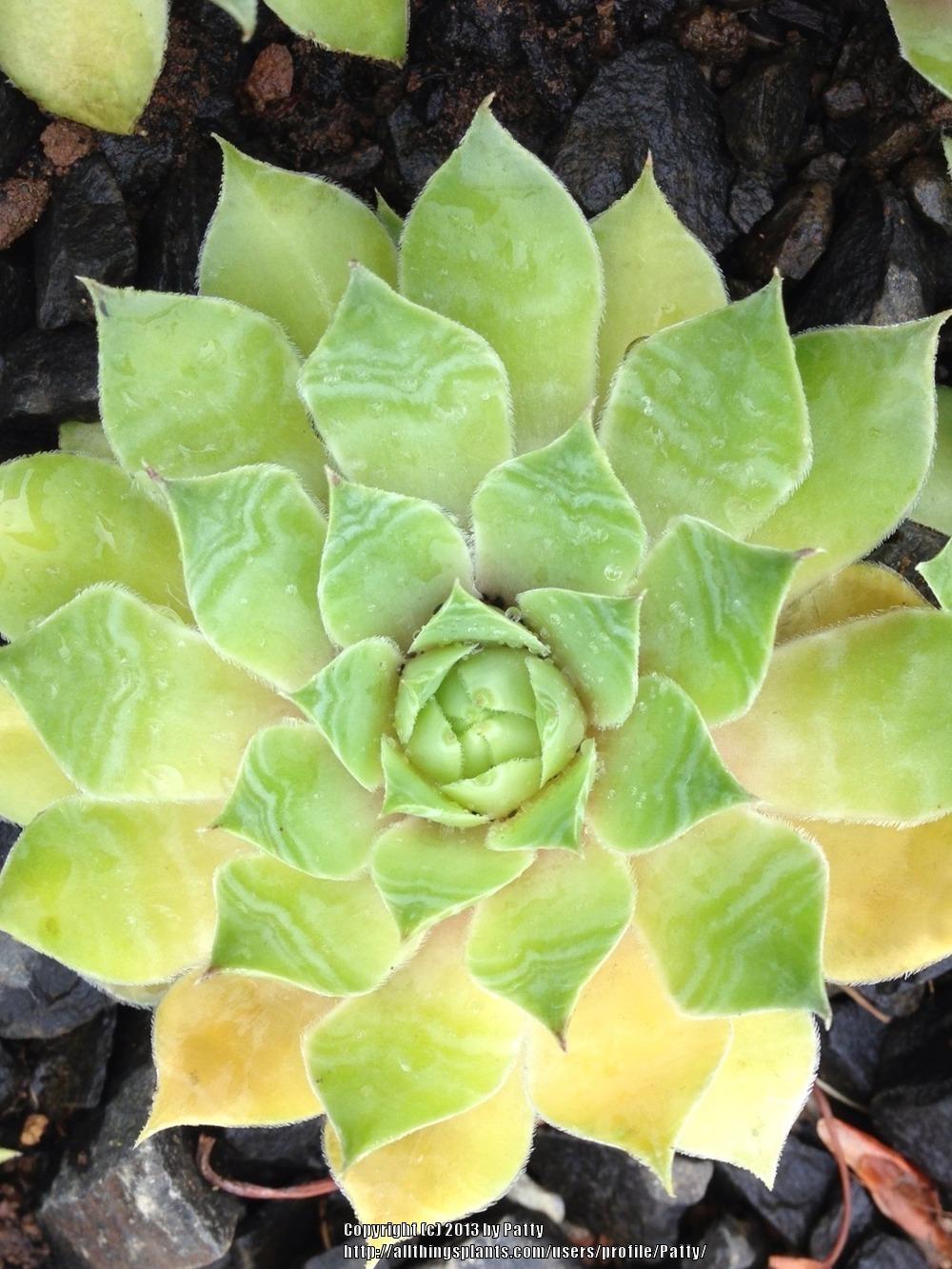 Photo of Hen and Chicks (Sempervivum 'Jolly Green Giant') uploaded by Patty