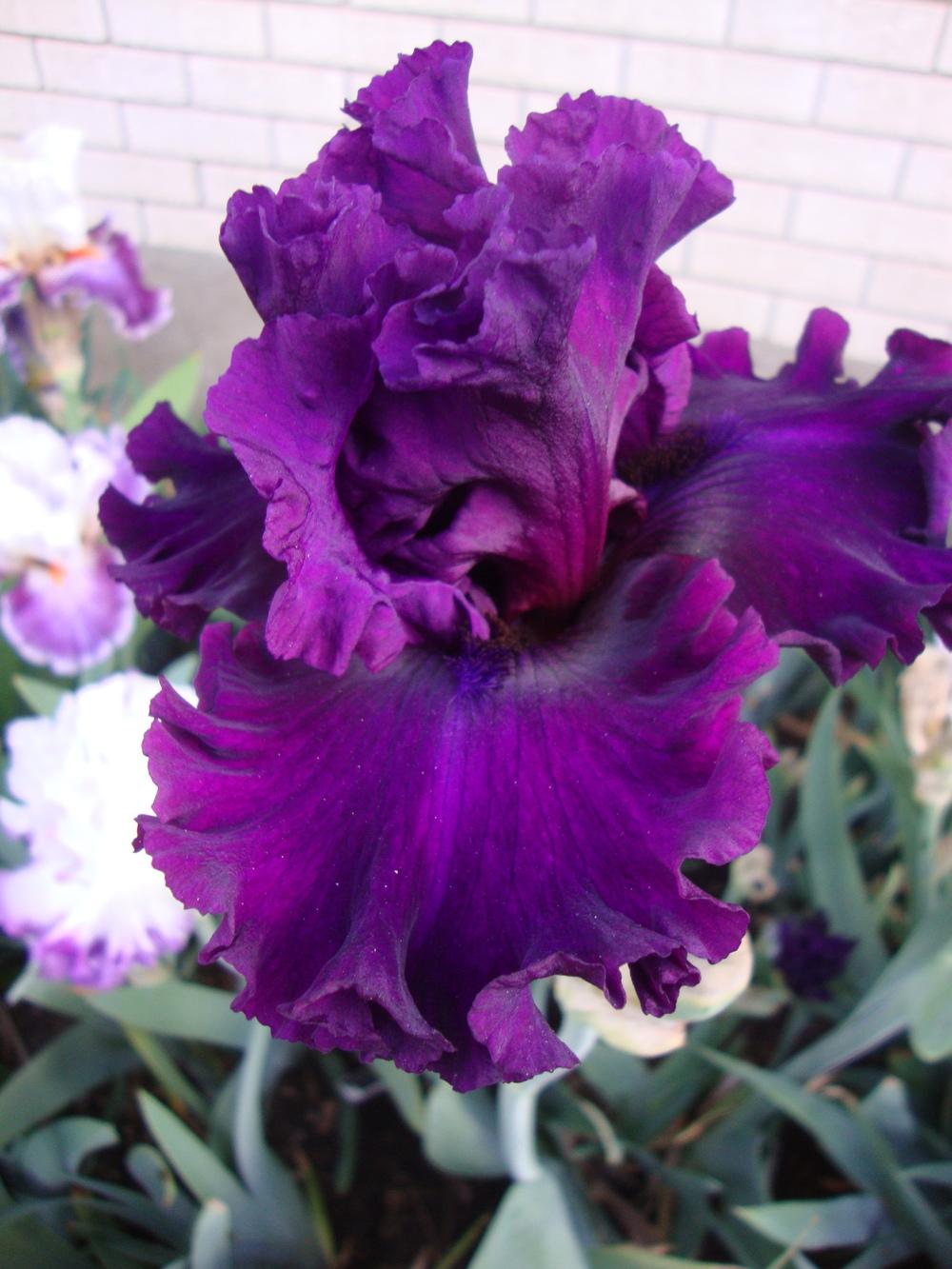Photo of Tall Bearded Iris (Iris 'Royal Majesty') uploaded by Paul2032