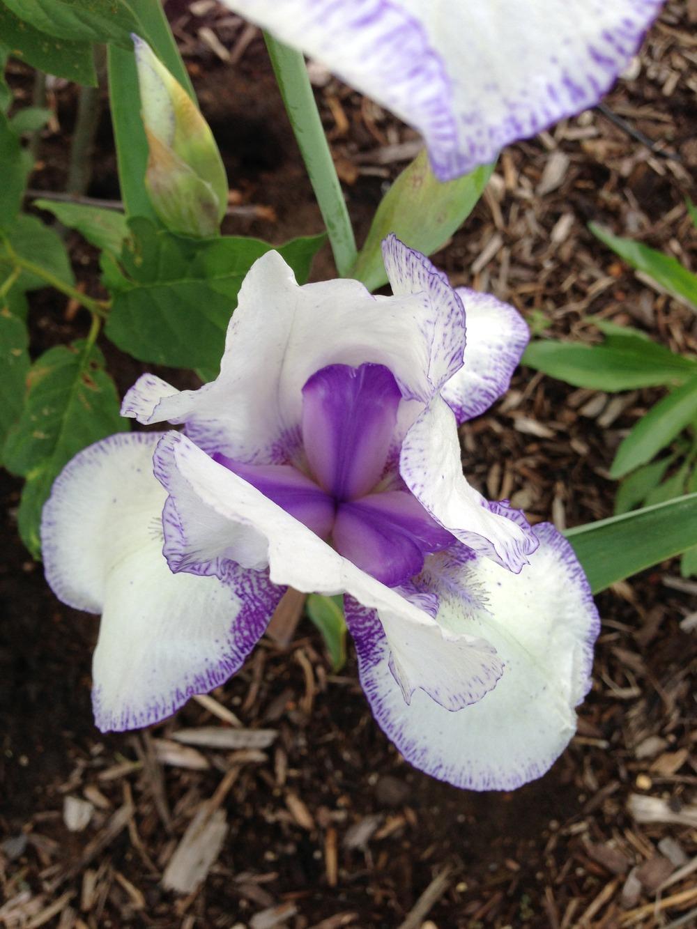 Photo of Tall Bearded Iris (Iris 'Magic Circle') uploaded by aaronbeck13
