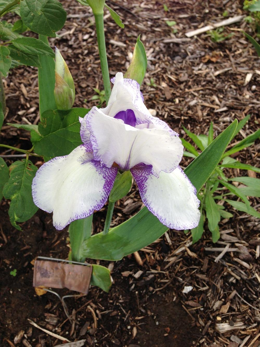 Photo of Tall Bearded Iris (Iris 'Magic Circle') uploaded by aaronbeck13
