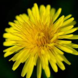 Location: In my garden under aspen tree
Date: 22 May 2013 07:13 a.m.
The beauty of the common dandelion