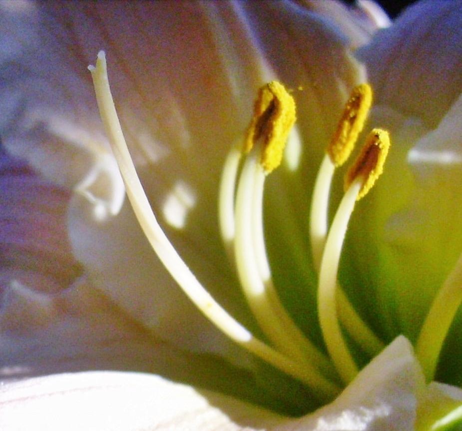 Photo of Daylily (Hemerocallis 'Uninhibited') uploaded by chalyse
