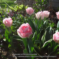Location: Critter's garden in Frederick, MD
Date: 2012-04-03
Glowing shades of pure pink