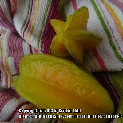 Photo of Star Fruit (Averrhoa carambola) uploaded by critterologist