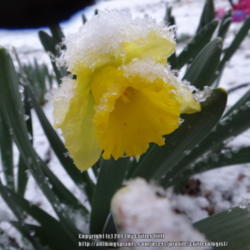 Location: Critter's garden in Frederick, MD
Date: 2012-02-08
The early daff gets the snow!