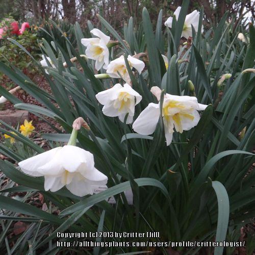 Photo of Split-Cupped Papillon Daffodil (Narcissus 'Lemon Beauty') uploaded by critterologist