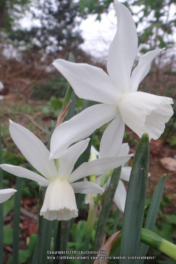 Photo of Triandrus Daffodil (Narcissus 'Thalia') uploaded by critterologist