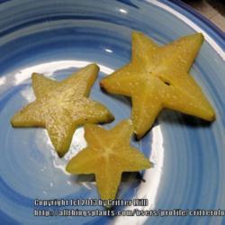 Location: Critter's kitchen
Date: 2013-03-25
star-shaped cross sections of fruit