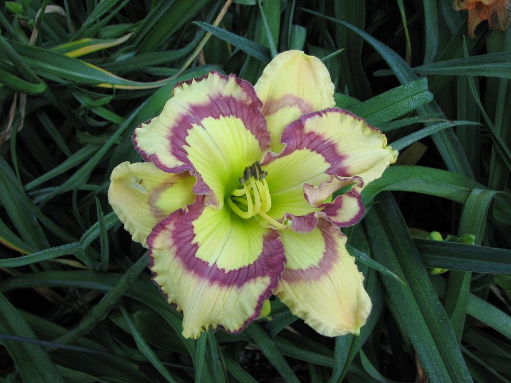 Photo of Daylily (Hemerocallis 'Violet Stained Glass') uploaded by tink3472