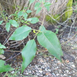 Location: Cedarhome, Washington
Date: 2013-05-23
Leaves with trunk in background, growing directly in creek