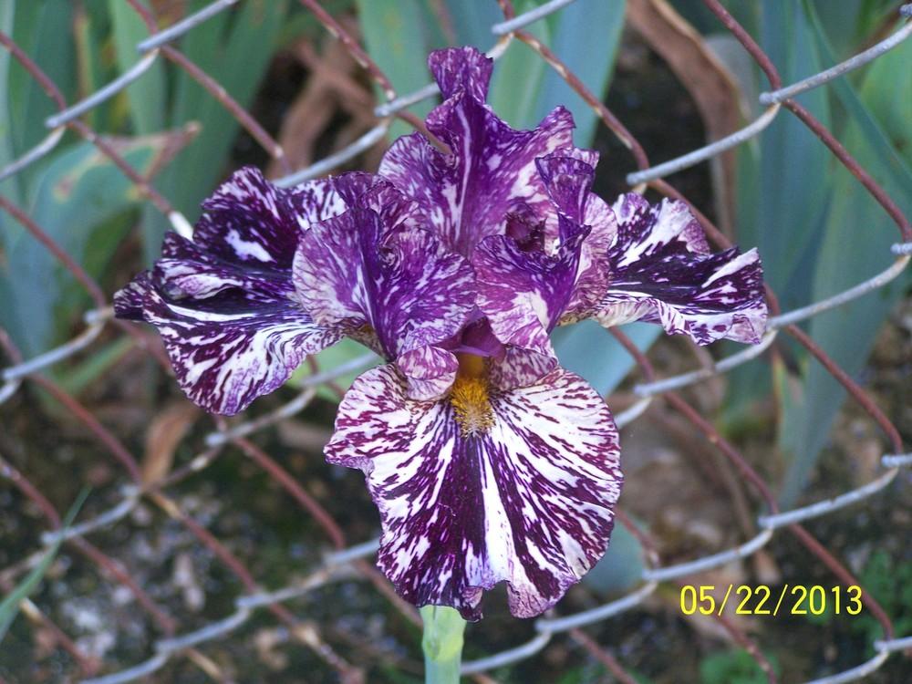Photo of Tall Bearded Iris (Iris 'Peggy Anne') uploaded by Misawa77