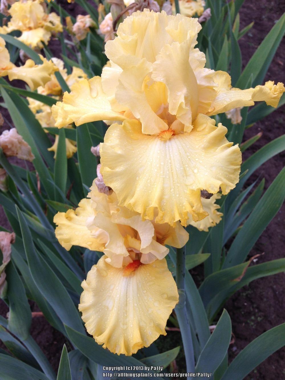 Photo of Tall Bearded Iris (Iris 'Dance Til Dawn') uploaded by Patty