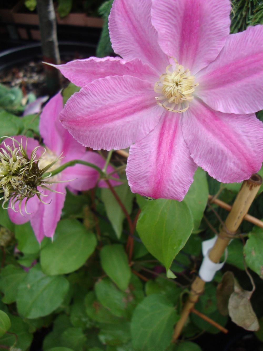 Photo of Clematis Abilene™ uploaded by Paul2032