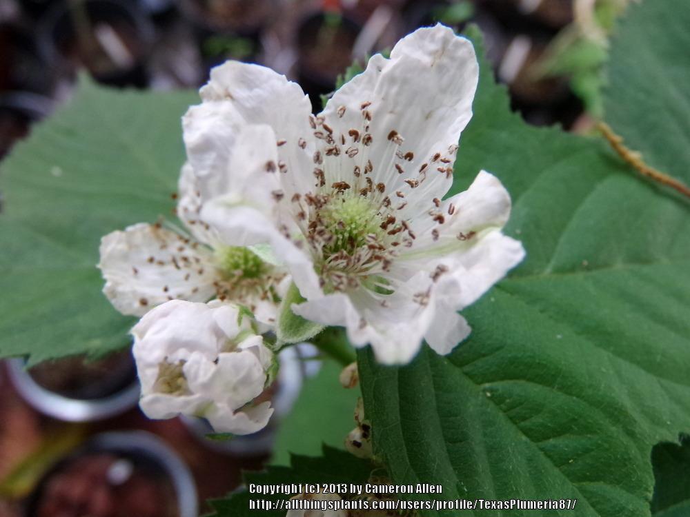Photo of Blackberry (Rubus 'Ouachita') uploaded by TexasPlumeria87