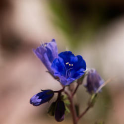 Location: Rillito Nursery in Tucson, Arizona
Date: 28 March 2013 at 12:24 p.m.
This is one of the most beautiful blues I have ever seen on a pla