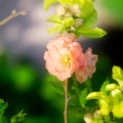 Location: Denver Botanic Gardens
Date: 16 May 2013 07:15 a.m.
The Beautiful Flowering Quince