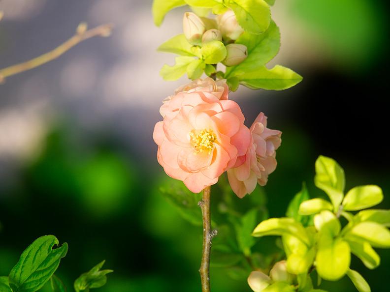 Photo of Flowering Quince (Chaenomeles x superba 'Cameo') uploaded by bennysplace