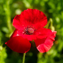 Location: Raised garden in Tucson, AZ
Date: 3 May 2009 at 09:15 a.m.
In Flanders Fields the poppies blow