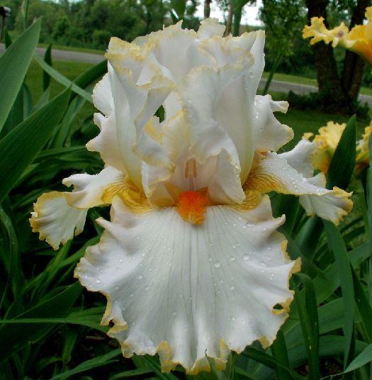 Photo of Tall Bearded Iris (Iris 'Stolen Sweets') uploaded by diggit