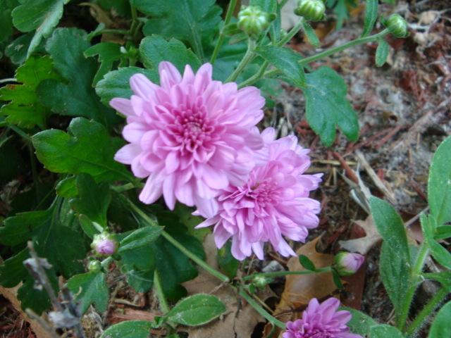 Photo of Chrysanthemum uploaded by flaflwrgrl