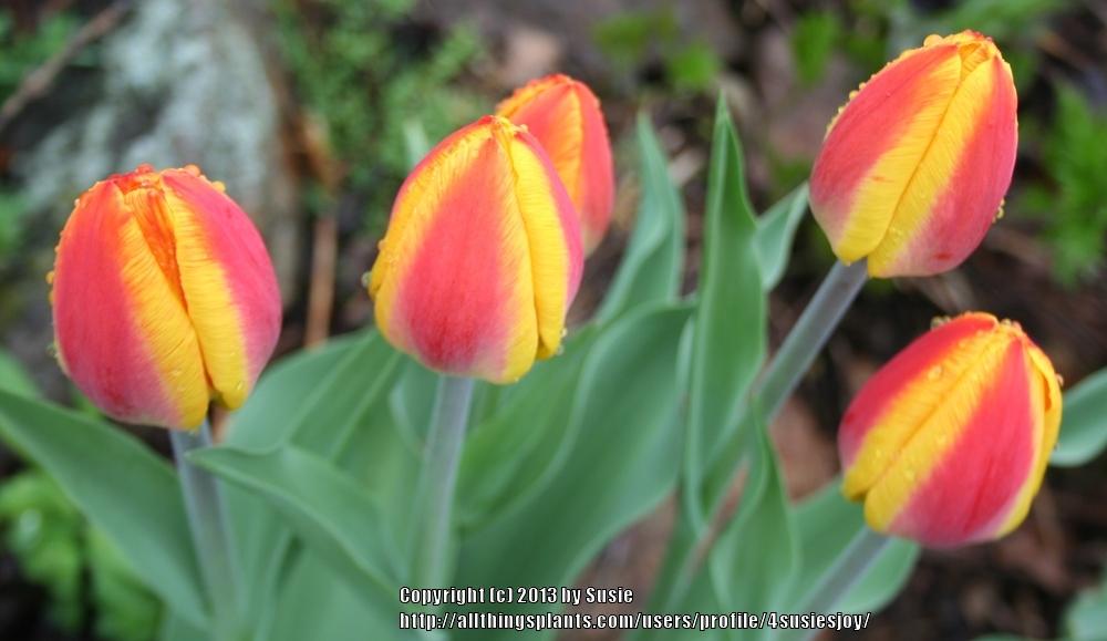 Photo of Tulips (Tulipa) uploaded by 4susiesjoy
