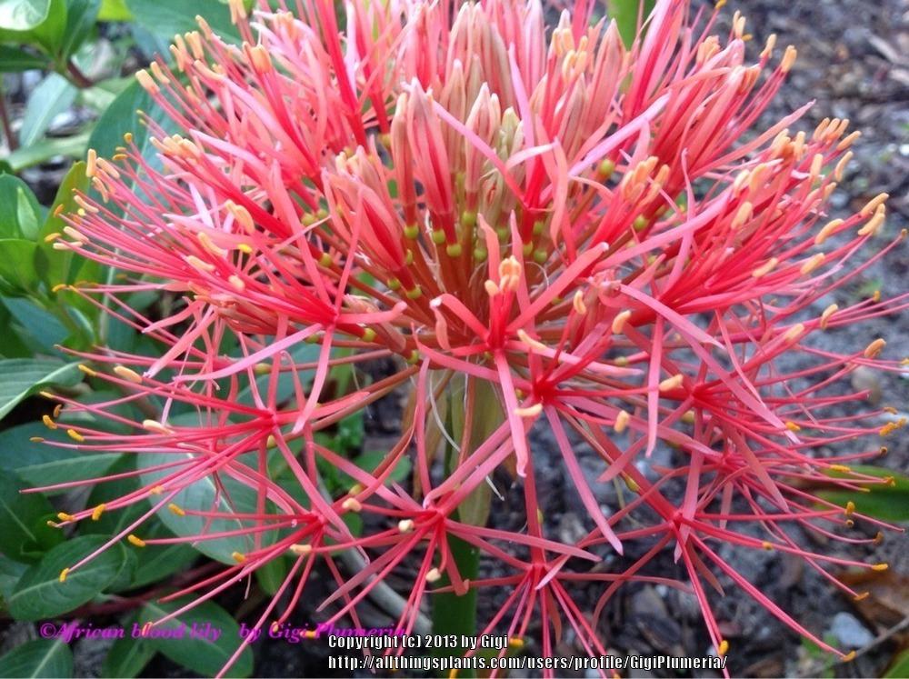Photo of African Blood Lily (Scadoxus multiflorus) uploaded by GigiPlumeria