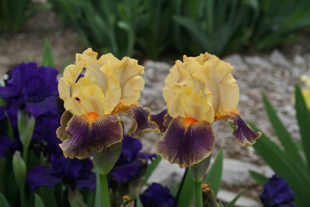 Photo of Intermediate Bearded Iris (Iris 'Delirium') uploaded by KentPfeiffer