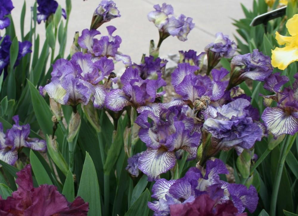 Photo of Intermediate Bearded Iris (Iris 'Gnu Rayz') uploaded by KentPfeiffer