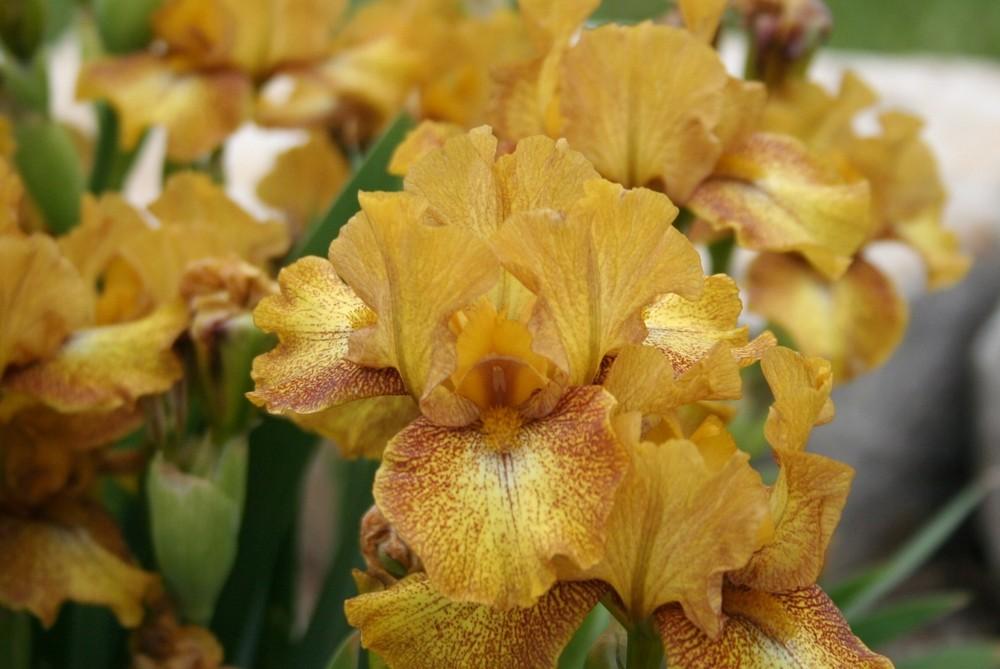 Photo of Intermediate Bearded Iris (Iris 'Butter Pecan') uploaded by KentPfeiffer
