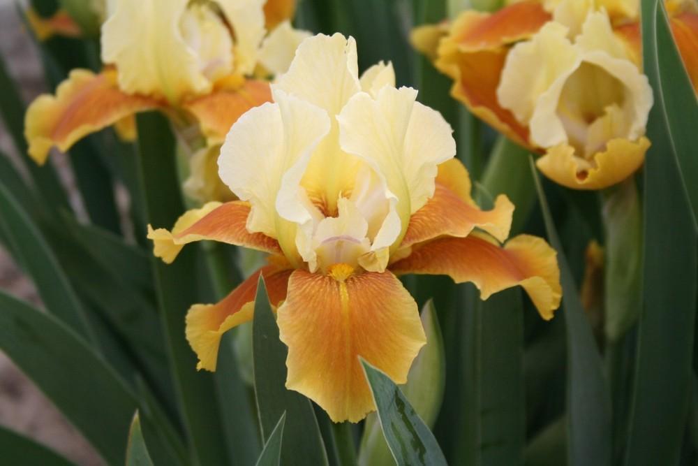 Photo of Intermediate Bearded Iris (Iris 'Honey Glazed') uploaded by KentPfeiffer