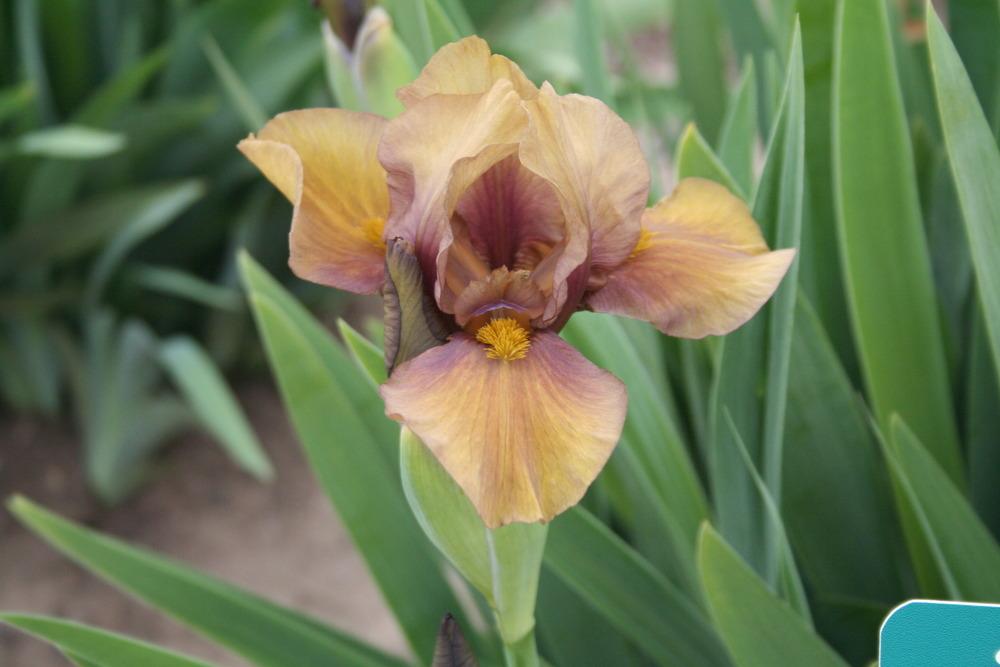 Photo of Intermediate Bearded Iris (Iris 'Shampoo') uploaded by KentPfeiffer