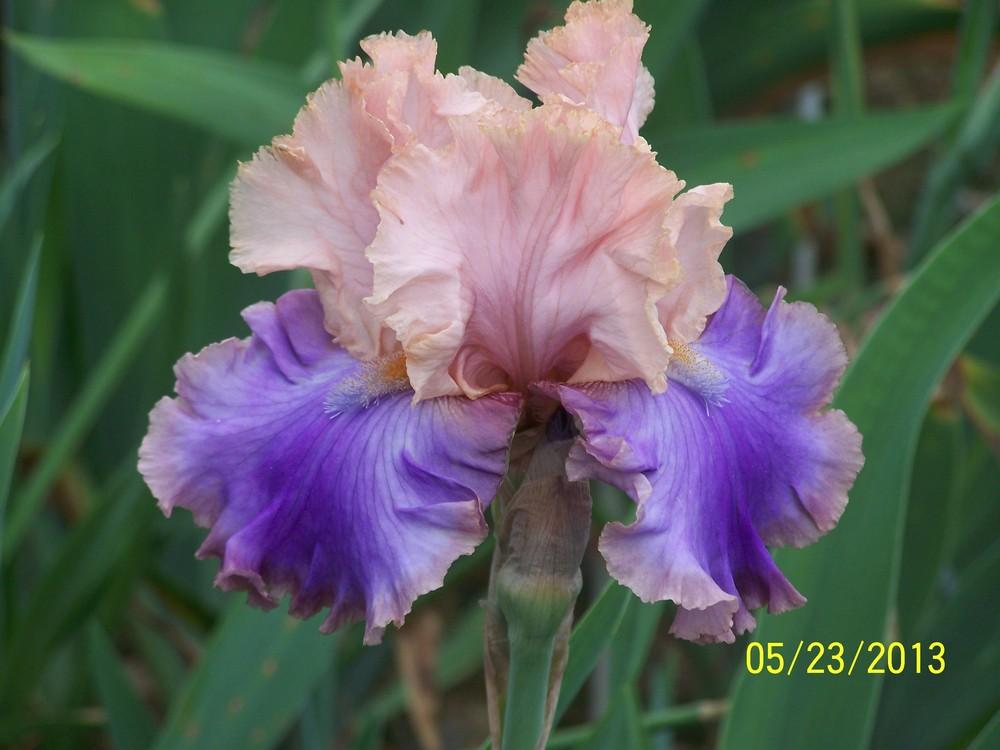 Photo of Tall Bearded Iris (Iris 'Florentine Silk') uploaded by Misawa77