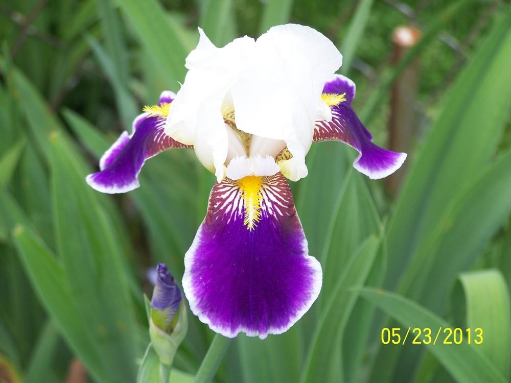 Photo of Tall Bearded Iris (Iris 'Wabash') uploaded by Misawa77