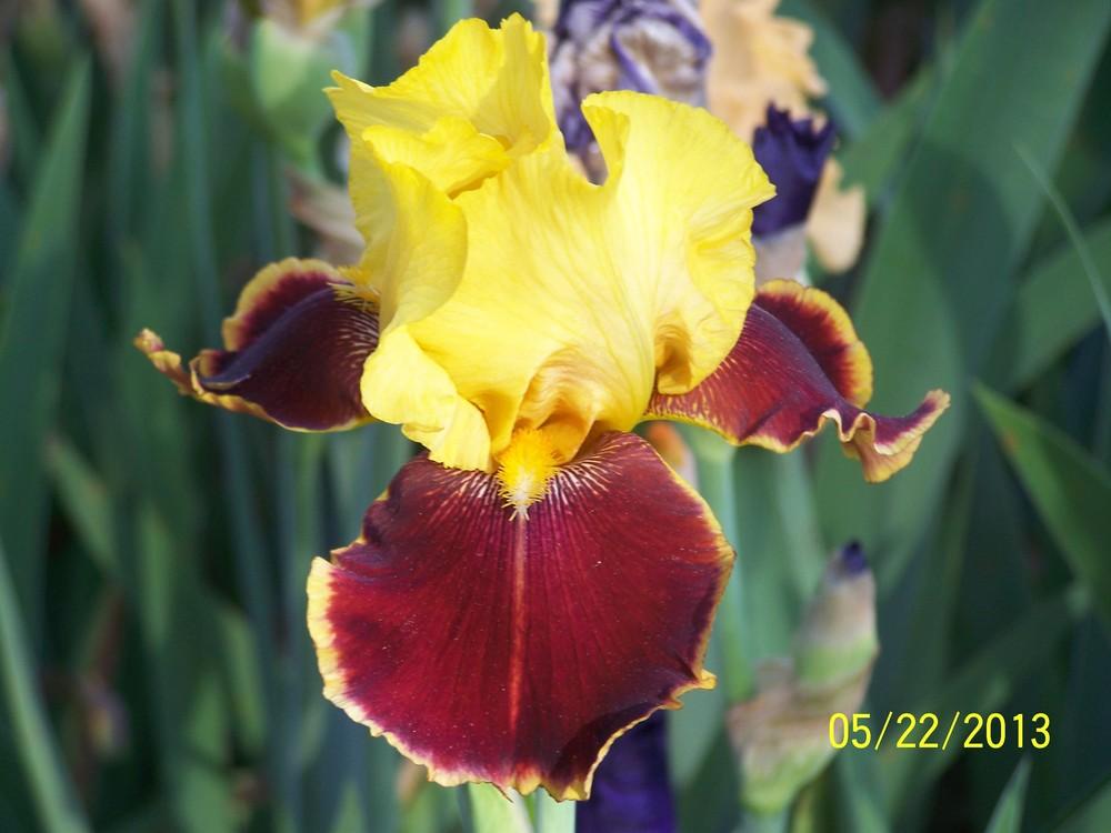 Photo of Tall Bearded Iris (Iris 'Intense Emotions') uploaded by Misawa77